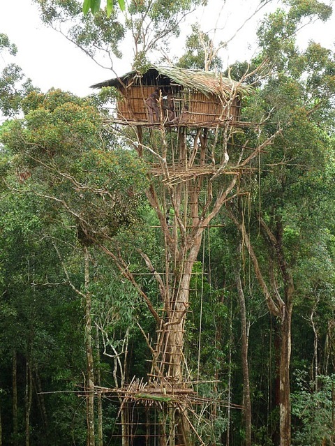korowai